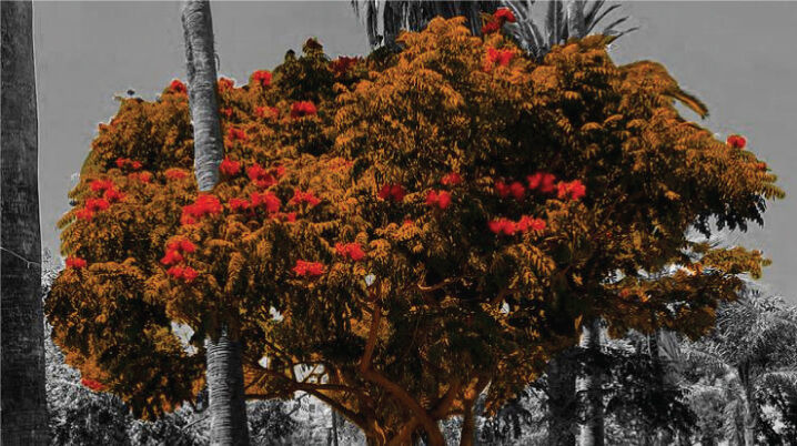 Arbres