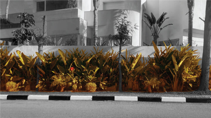 Plantes mur CFP